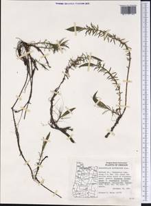 Myriophyllum hippuroides Nutt. ex Torr. & Gray, America (AMER) (United States)