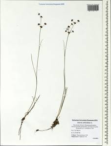 Juncus articulatus L., Eastern Europe, North-Western region (E2) (Russia)