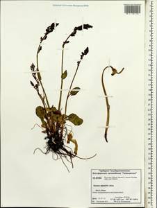 Rumex arifolius All., Siberia, Central Siberia (S3) (Russia)