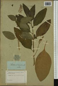 Phytolacca americana L., Botanic gardens and arboreta (GARD) (Not classified)