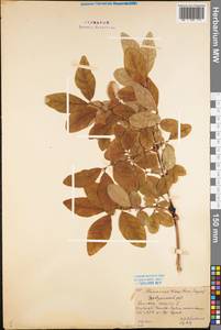 Lonicera caerulea L., Eastern Europe, Northern region (E1) (Russia)