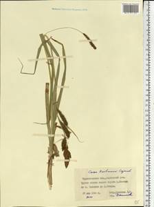 Carex hartmanii Cajander, Eastern Europe, South Ukrainian region (E12) (Ukraine)