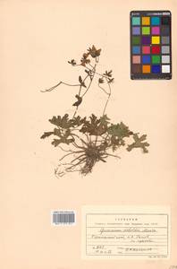 Geranium krameri Franch. & Sav., Siberia, Russian Far East (S6) (Russia)