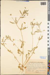 Viola arvensis Murray, Eastern Europe, North Ukrainian region (E11) (Ukraine)