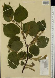 Tilia platyphyllos Scop., Eastern Europe, North-Western region (E2) (Russia)