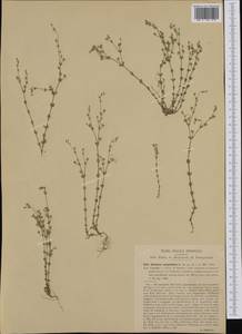 Arenaria serpyllifolia, Western Europe (EUR) (Italy)