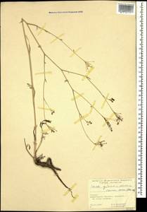 Seseli grandivittatum (Sommier & Levier) Schischk., Caucasus, Georgia (K4) (Georgia)