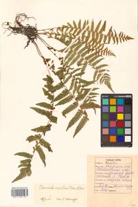 Osmundastrum cinnamomeum subsp. asiaticum (Fern.) Fraser-Jenkins, Siberia, Russian Far East (S6) (Russia)