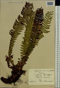 Polystichum lonchitis (L.) Roth, Eastern Europe, Northern region (E1) (Russia)