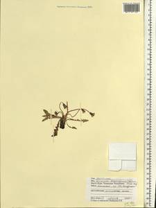 Taraxacum bessarabicum (Hornem.) Hand.-Mazz., Eastern Europe, Middle Volga region (E8) (Russia)