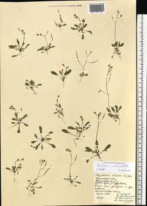 Diplotaxis muralis (L.) DC., Eastern Europe, Middle Volga region (E8) (Russia)