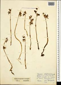 Epipogium aphyllum Sw., Caucasus, Stavropol Krai, Karachay-Cherkessia & Kabardino-Balkaria (K1b) (Russia)