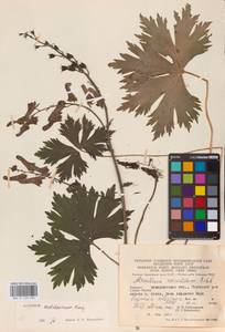 Aconitum lycoctonum subsp. moldavicum (Hacq.) Jalas, Eastern Europe (no precise locality) (E0)