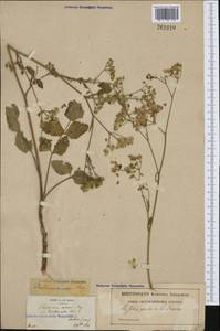 Pastinaca sativa subsp. urens (Req. ex Godr.) Celak., Western Europe (EUR) (France)