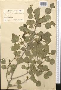 Populus euphratica Olivier, Middle Asia, Karakum (M6) (Turkmenistan)