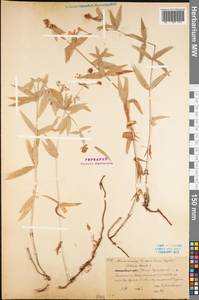 Galium boreale L., Eastern Europe, Northern region (E1) (Russia)