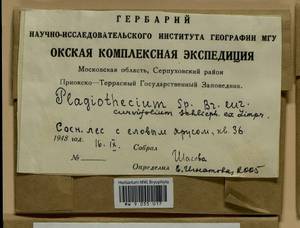 Plagiothecium curvifolium Schlieph. ex Limpr., Bryophytes, Bryophytes - Moscow City & Moscow Oblast (B6a) (Russia)
