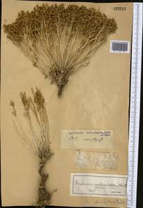 Anabasis salsa (C. A. Mey.) Benth. ex Volkens, Middle Asia, Muyunkumy, Balkhash & Betpak-Dala (M9) (Kazakhstan)