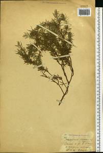 Juniperus communis L., Eastern Europe, Eastern region (E10) (Russia)