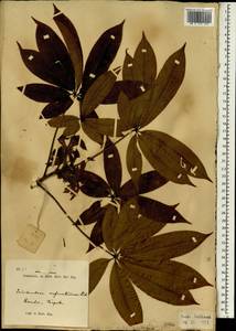 Ceiba pentandra (L.) Gaertn., South Asia, South Asia (Asia outside ex-Soviet states and Mongolia) (ASIA) (Indonesia)