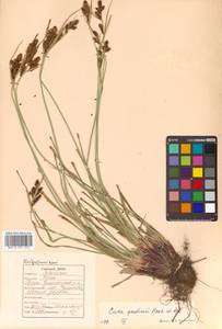 Carex gmelinii Hook. & Arn., Siberia, Russian Far East (S6) (Russia)