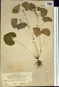Viola langsdorfii, Siberia, Chukotka & Kamchatka (S7) (Russia)