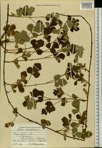 Rubus parvifolius L., Siberia, Russian Far East (S6) (Russia)