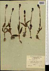 Neotinea ustulata (L.) R.M.Bateman, Pridgeon & M.W.Chase, Caucasus, South Ossetia (K4b) (South Ossetia)