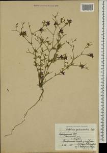 Delphinium consolida subsp. divaricatum (Ledeb.) A. Nyár., Caucasus, Azerbaijan (K6) (Azerbaijan)