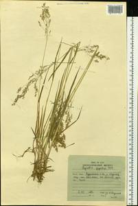 Agrostis gigantea Roth, Siberia, Russian Far East (S6) (Russia)