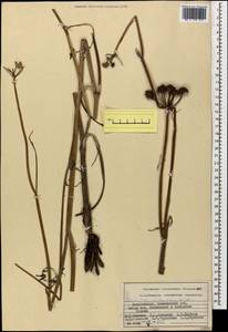 Oenanthe silaifolia M. Bieb., Caucasus, Azerbaijan (K6) (Azerbaijan)