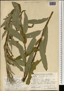 Salix viminalis L., Mongolia (MONG) (Mongolia)