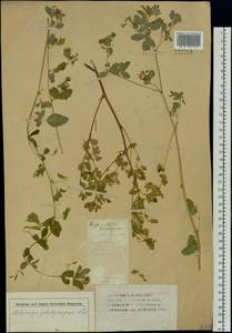 Medicago platycarpos (L.) Trautv., Siberia, Altai & Sayany Mountains (S2) (Russia)