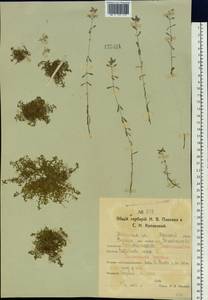 Callitriche palustris L., Siberia, Western Siberia (S1) (Russia)