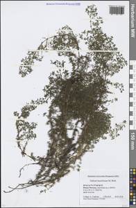 Galium humifusum M.Bieb., Eastern Europe, Moscow region (E4a) (Russia)