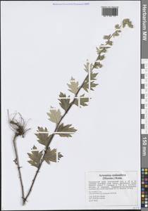 Artemisia stolonifera (Maxim.) Kom., Siberia, Russian Far East (S6) (Russia)