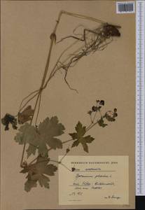 Geranium phaeum L., Western Europe (EUR) (Germany)