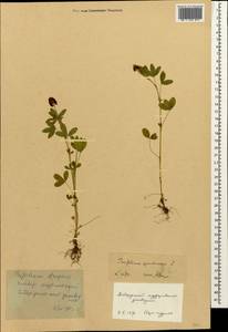Trifolium spadiceum L., Caucasus, Stavropol Krai, Karachay-Cherkessia & Kabardino-Balkaria (K1b) (Russia)