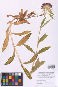 Dianthus barbatus L., Eastern Europe, Central region (E4) (Russia)