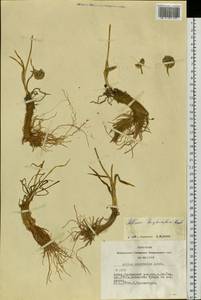 Allium schrenkii Regel, Siberia, Altai & Sayany Mountains (S2) (Russia)