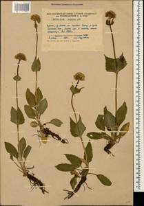 Valeriana alpestris Steven, Caucasus, South Ossetia (K4b) (South Ossetia)