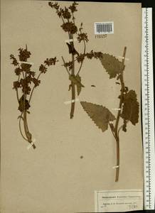 Salvia verticillata L., Eastern Europe, Central region (E4) (Russia)