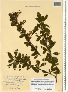 Berberis vulgaris L., Caucasus, North Ossetia, Ingushetia & Chechnya (K1c) (Russia)