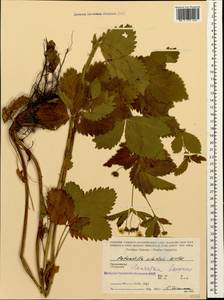 Potentilla elatior Willd. ex D. F. K. Schltdl., Caucasus, Stavropol Krai, Karachay-Cherkessia & Kabardino-Balkaria (K1b) (Russia)