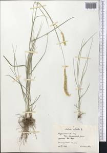 Melica ciliata L., Middle Asia, Kopet Dag, Badkhyz, Small & Great Balkhan (M1) (Turkmenistan)