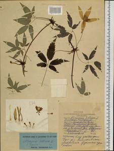 Clematis sibirica (L.) Mill., Siberia, Altai & Sayany Mountains (S2) (Russia)