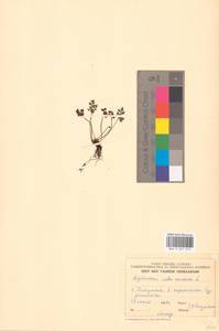 Asplenium ruta-muraria L., Eastern Europe, Estonia (E2c) (Estonia)