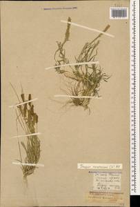 Tragus racemosus (L.) All., Caucasus, Krasnodar Krai & Adygea (K1a) (Russia)