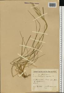 Deschampsia cespitosa (L.) P.Beauv., Eastern Europe, North-Western region (E2) (Russia)