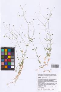 Stellaria graminea L., Eastern Europe, Lower Volga region (E9) (Russia)